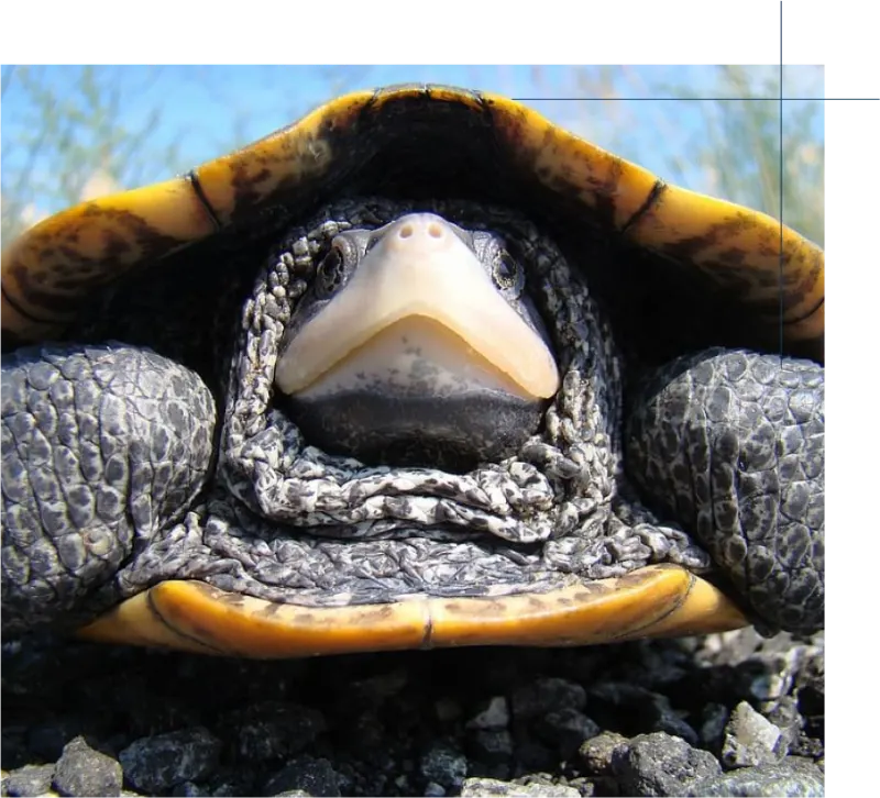 Close-up of a diamondback terrapin turtle