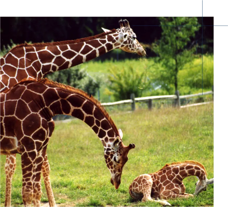 Giraffes grazing at the Cape May County Zoo